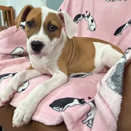 Sassy Glow thumbnail 2