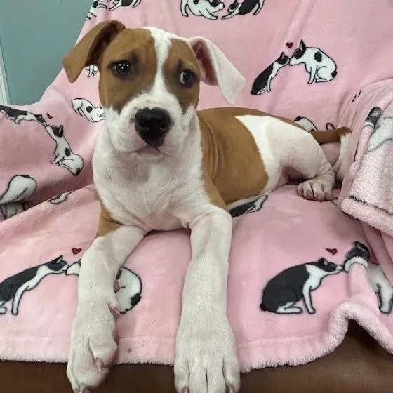 Sassy Glow thumbnail 3