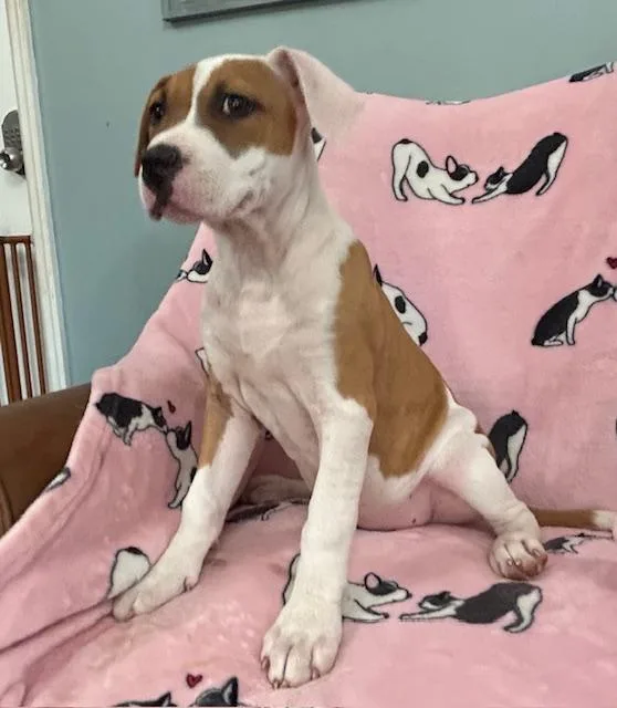 Sassy Glow thumbnail 4