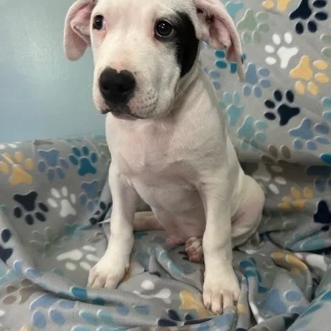 Spot Glow thumbnail 2