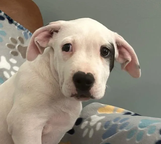 Spot Glow thumbnail 3