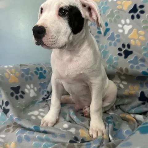 Spot Glow thumbnail 4