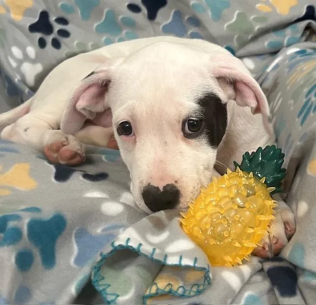 Spot Glow thumbnail 5