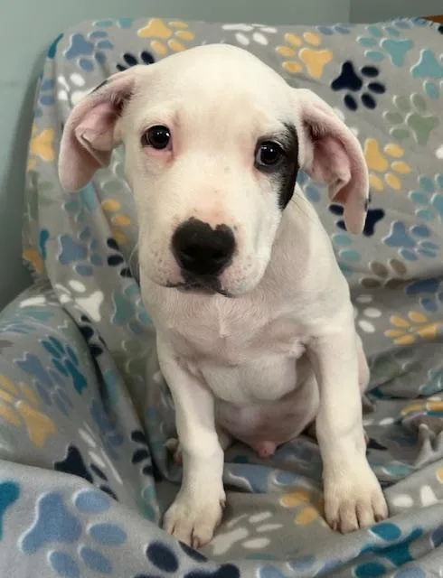 Spot Glow thumbnail 6