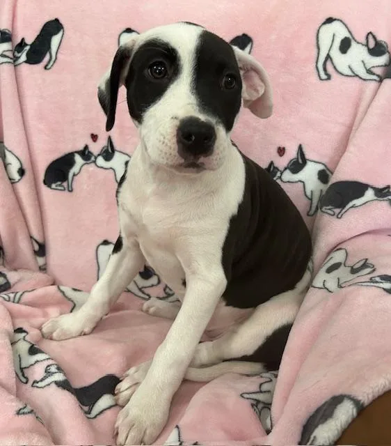 Krypto Glow thumbnail 4