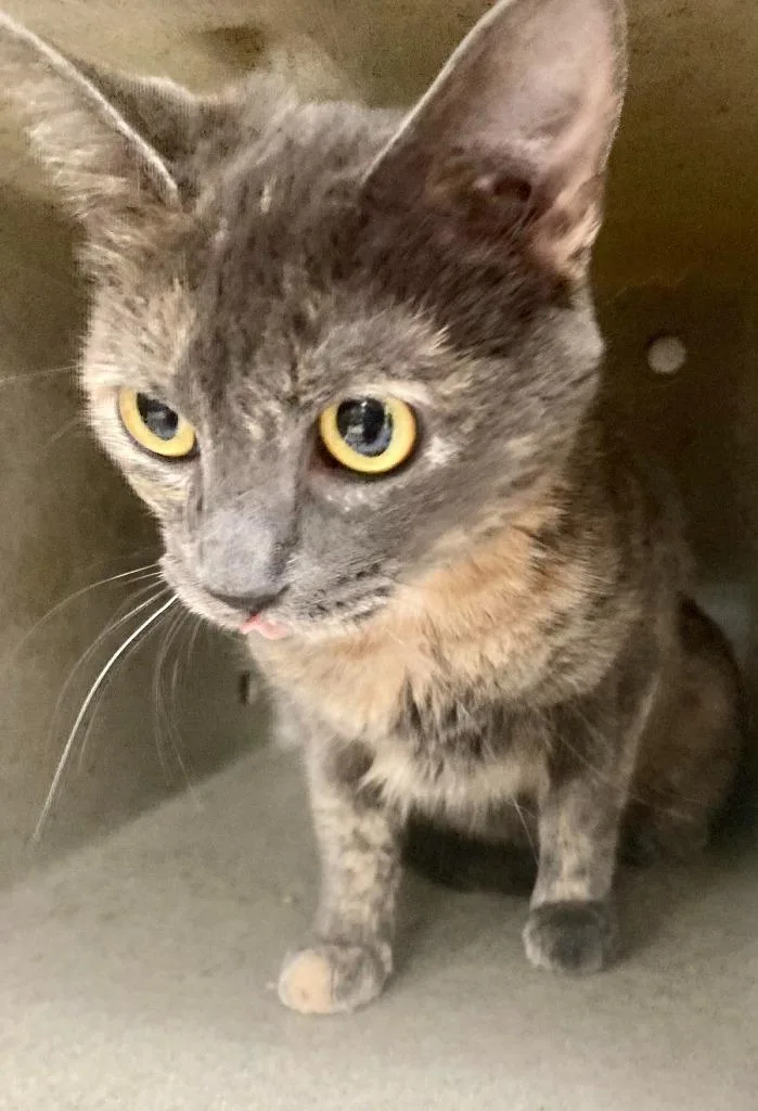 Quinn  Ac  thumbnail 2