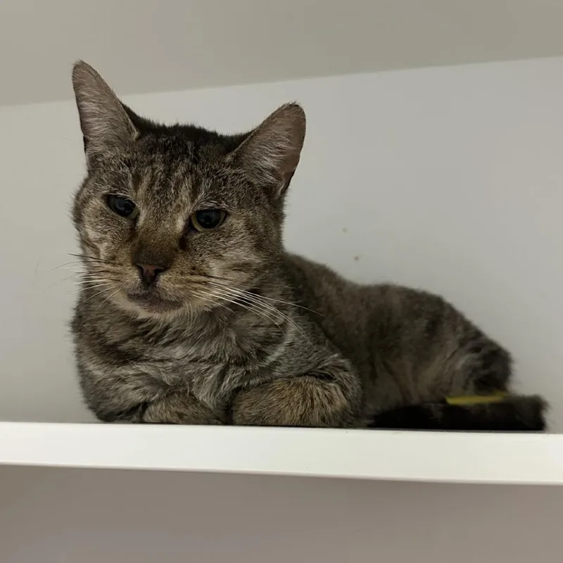 Starlink thumbnail 2