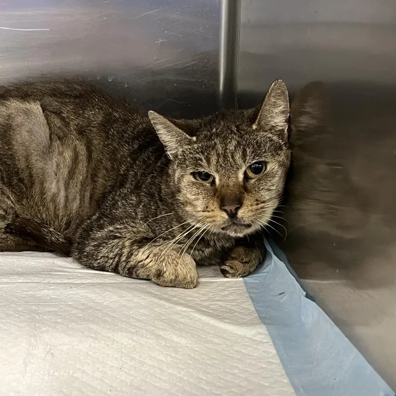 Starlink thumbnail 3