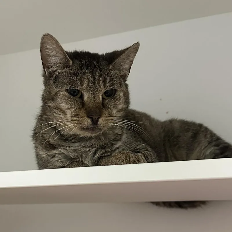 Starlink thumbnail 4