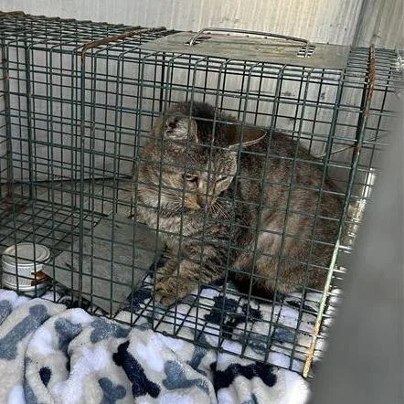 Starlink thumbnail 5