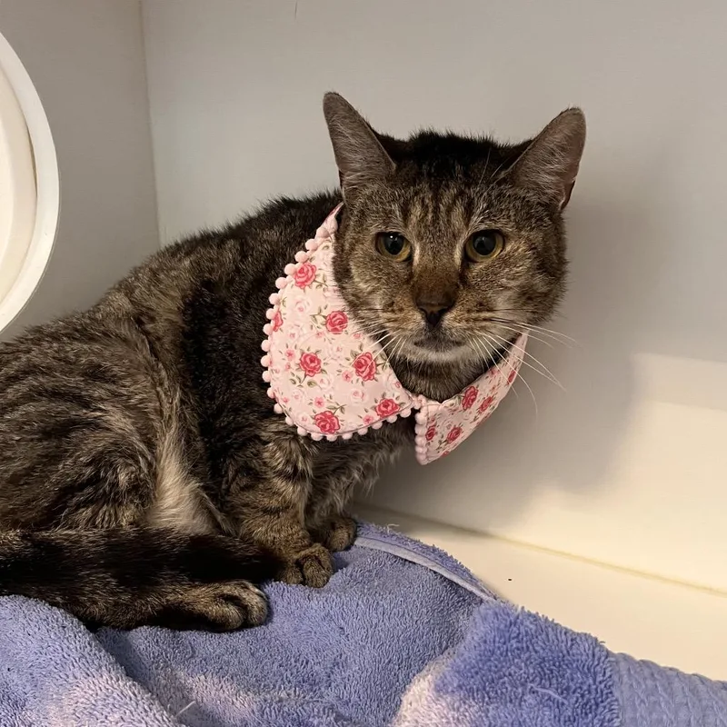 Starlink thumbnail 6