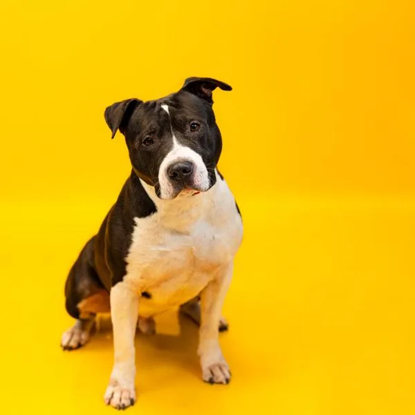 Pen  Monster thumbnail 2