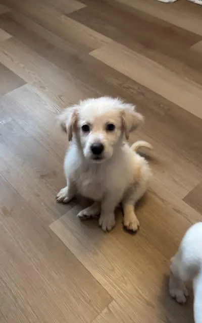 Glen Coco thumbnail 2