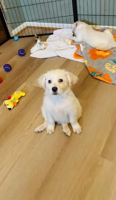 Glen Coco thumbnail 3