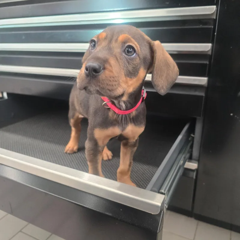 Panamera thumbnail 2