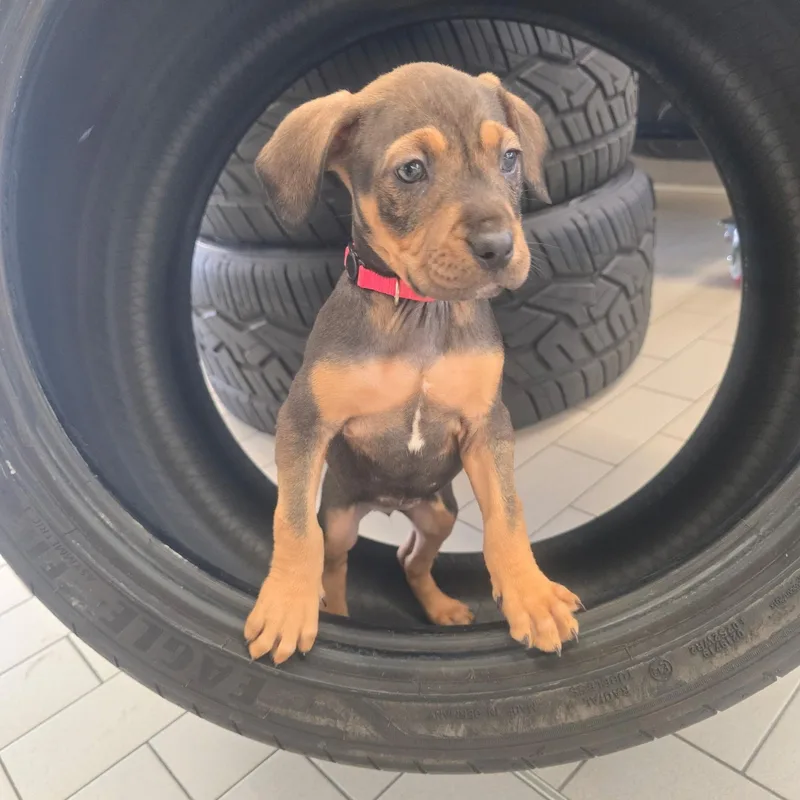 Panamera thumbnail 3