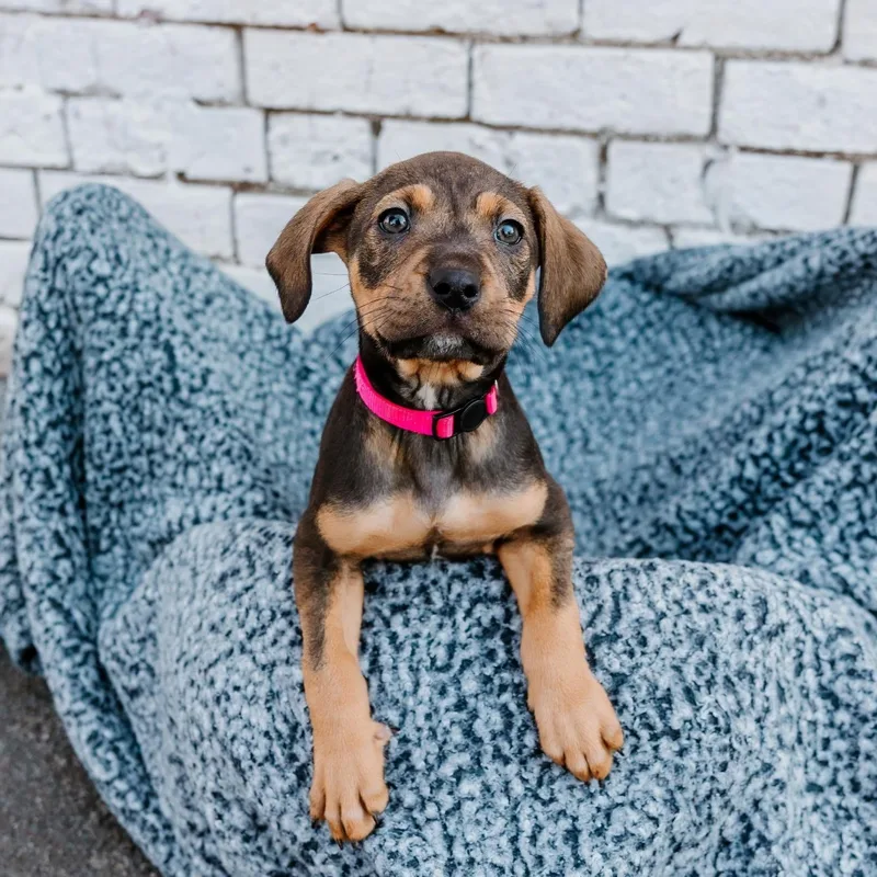 Panamera thumbnail 4