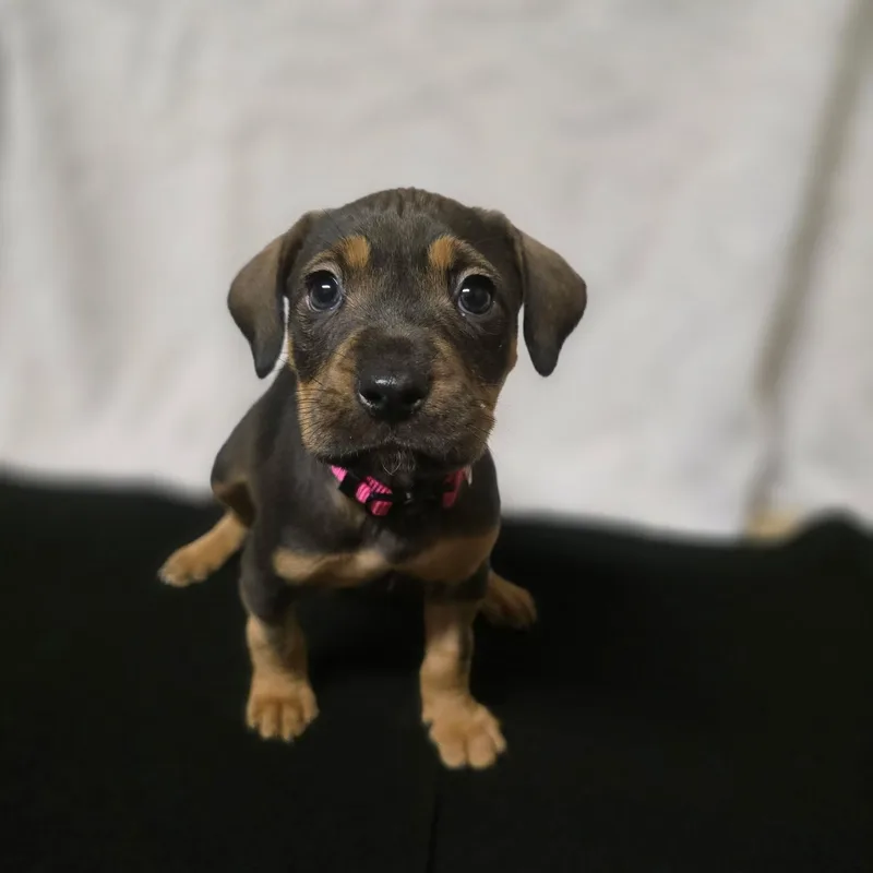 Panamera thumbnail 5