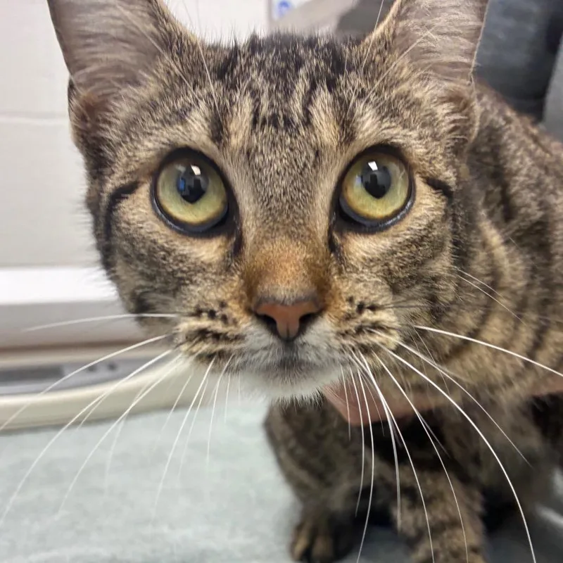 Magdalene thumbnail 2