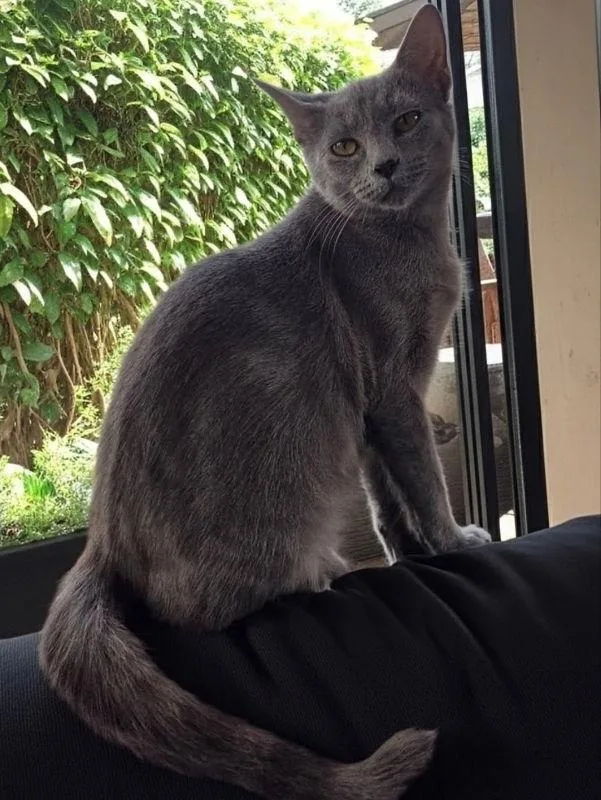 Cinder Ella thumbnail 2