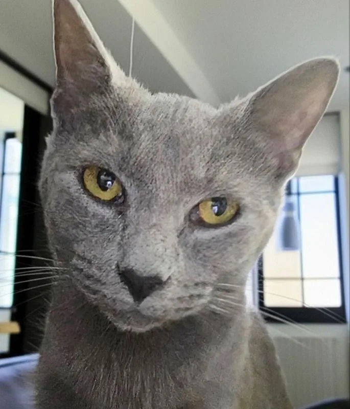 Cinder Ella thumbnail 3