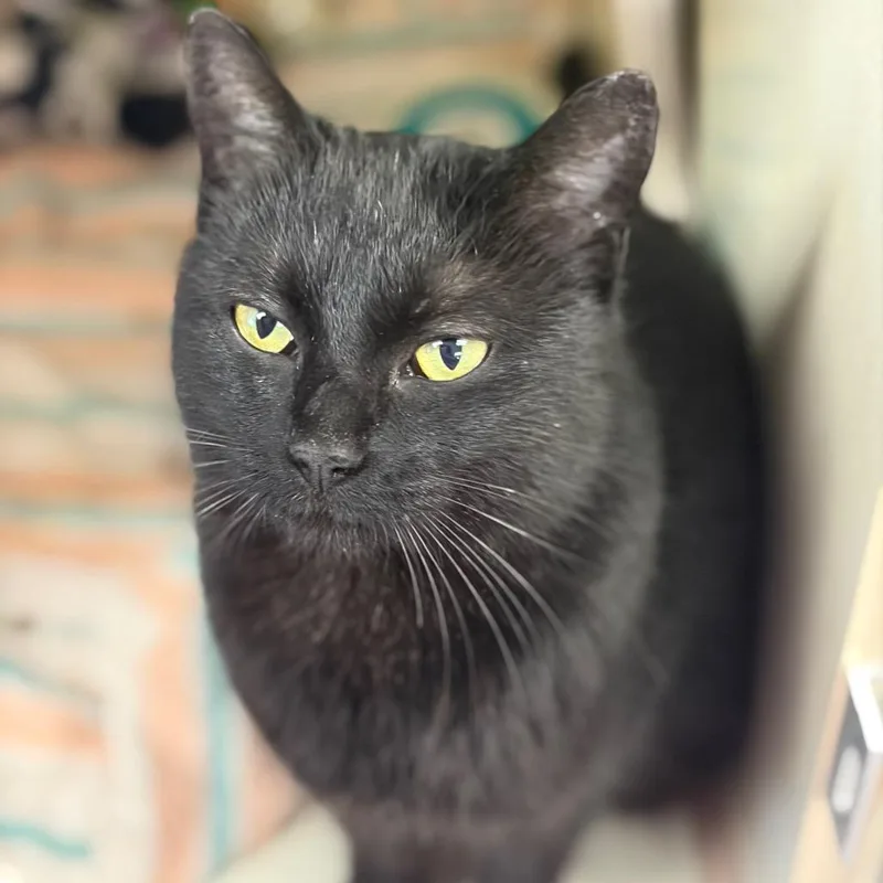 Bungalow thumbnail 2