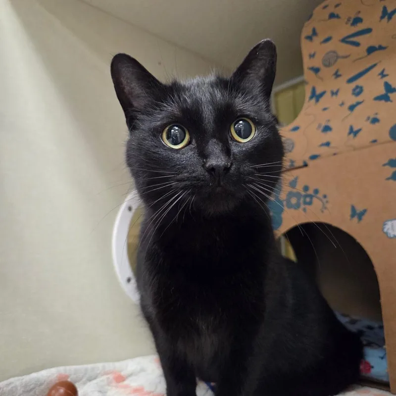 Bungalow thumbnail 3