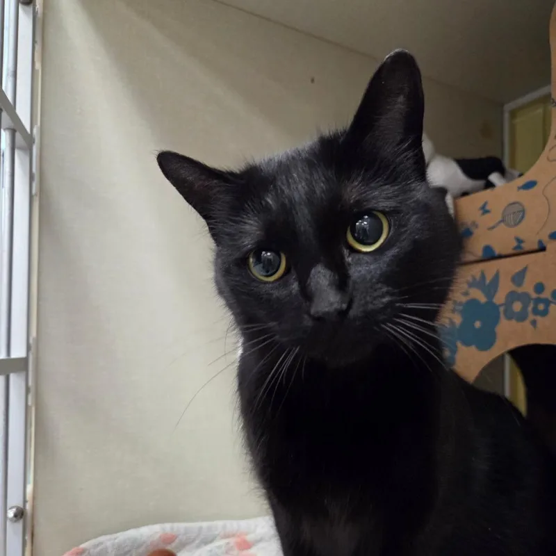 Bungalow thumbnail 4