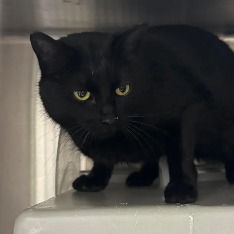 Bungalow thumbnail 5