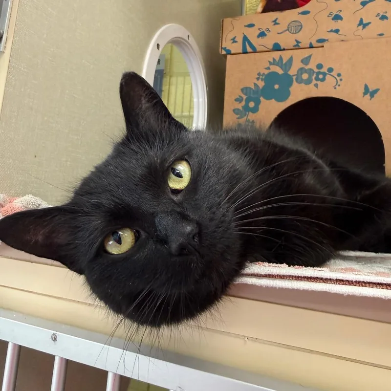 Bungalow thumbnail 6