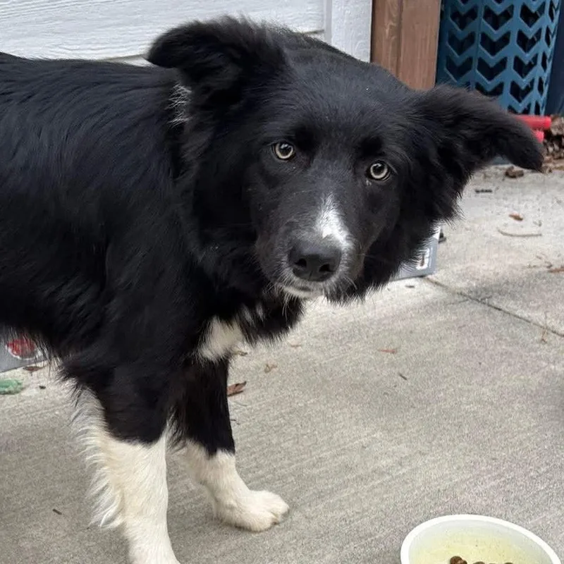 Sapphire thumbnail 4