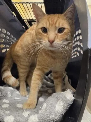 Criss Cross Applesauce