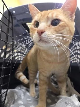 Criss Cross Applesauce thumbnail 2