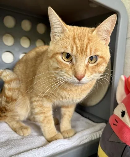 Criss Cross Applesauce thumbnail 3