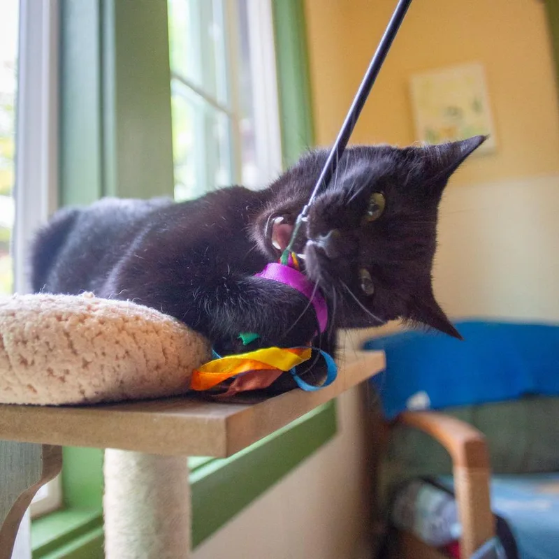 Bagheera thumbnail 4