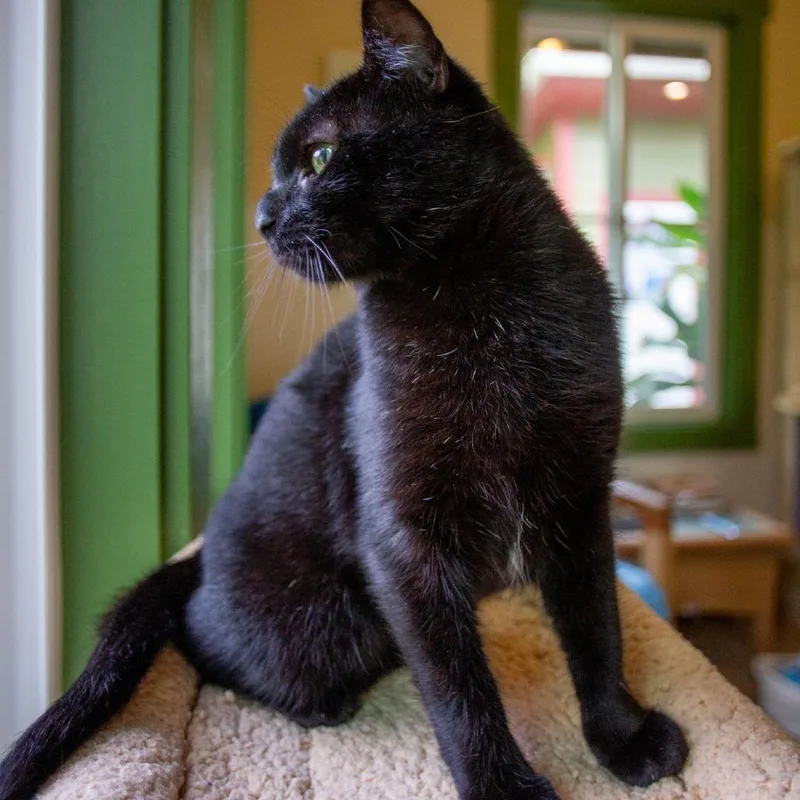 Bagheera thumbnail 6