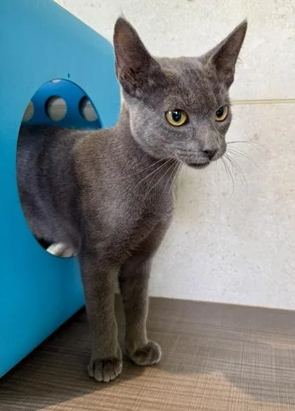 Peter The Great thumbnail 2