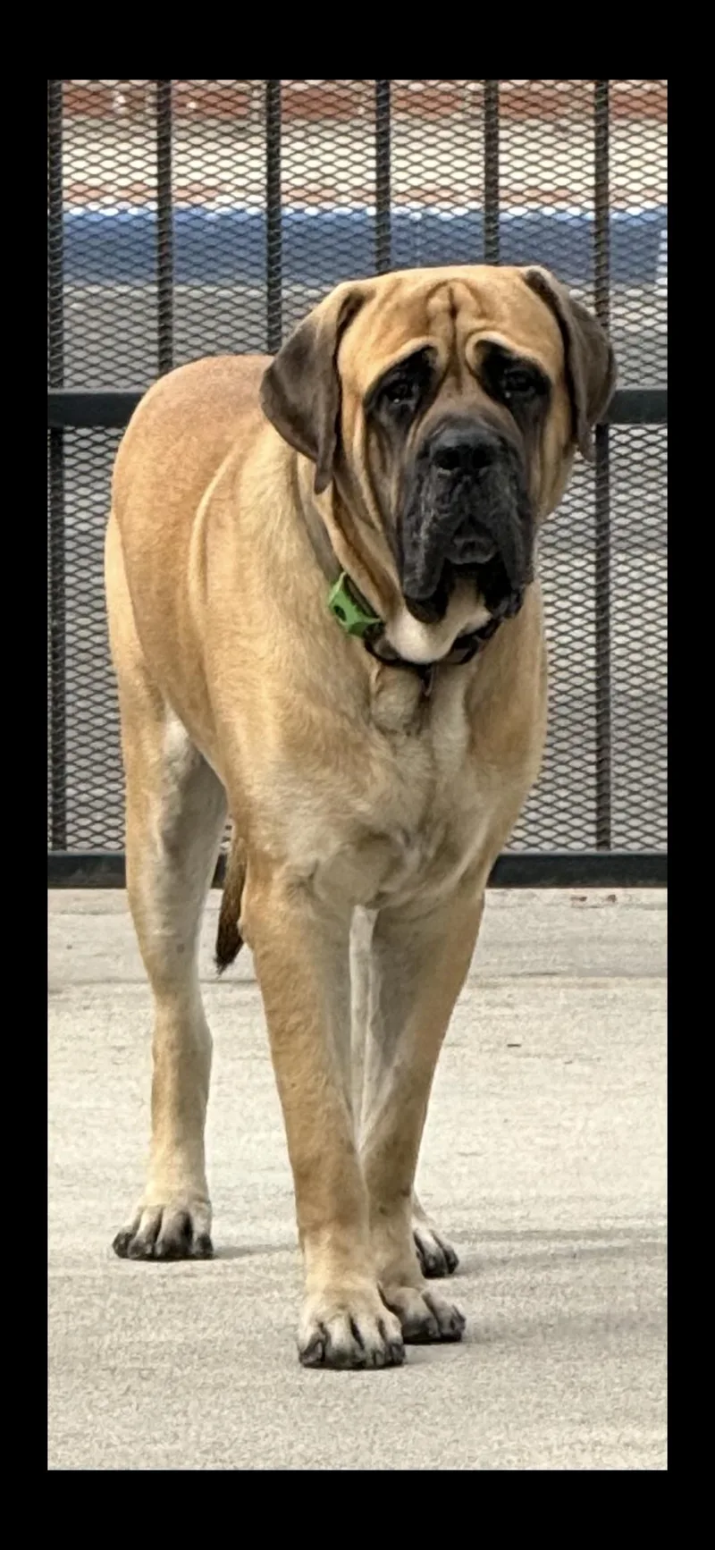 Easy The English Mastiff thumbnail 3