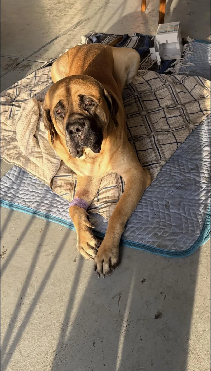 Easy The English Mastiff thumbnail 4