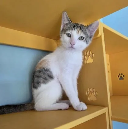 Valentina thumbnail 2