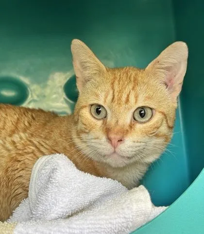 Sir Biscuit Von Whiskers