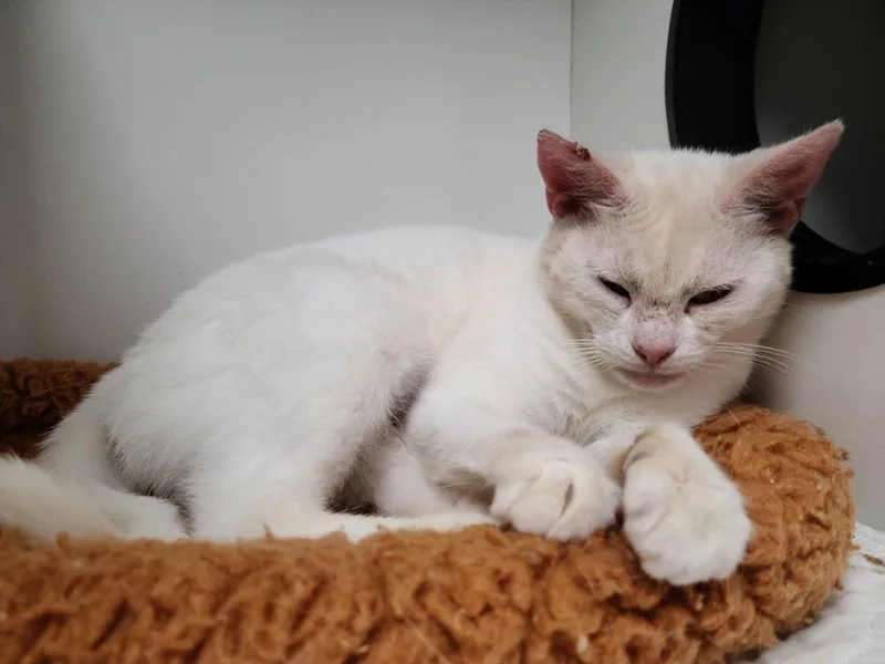 Crunchwrap Cc thumbnail 2