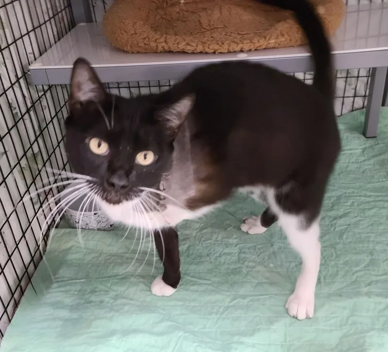 Tipsy Cc thumbnail 2