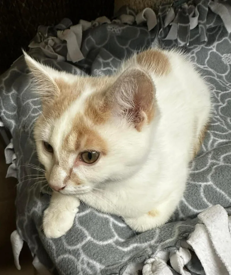 A young medium-sized male Buff & White Domestic Short Hair cat named Rudy for adoption in Owatonna, MN