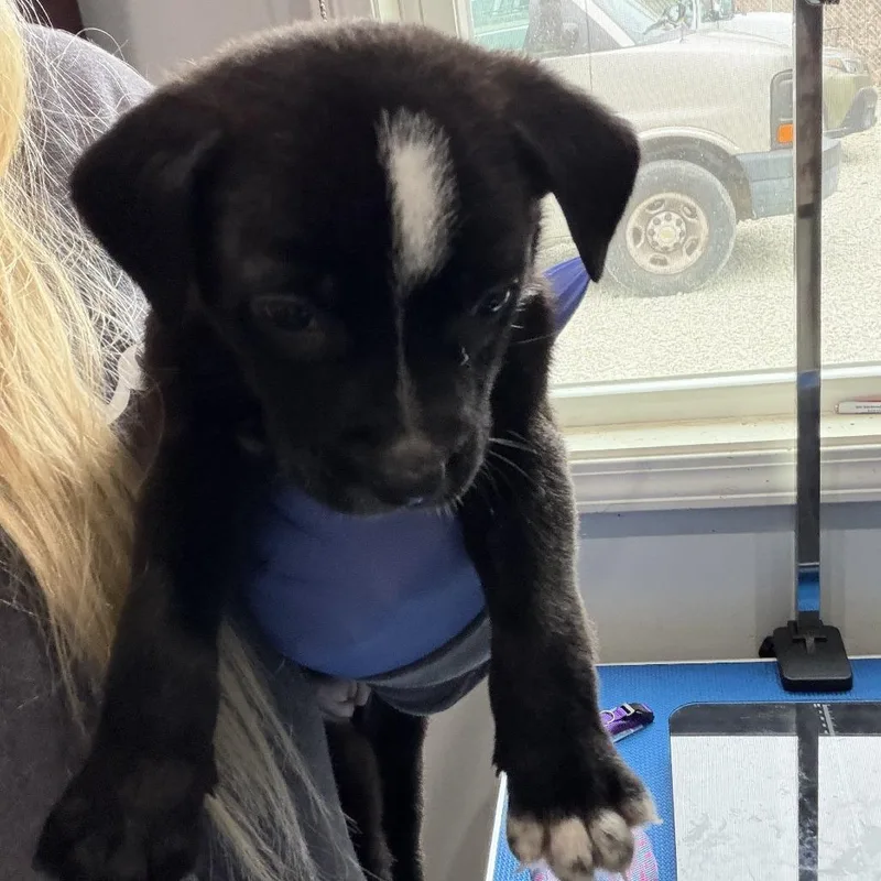 Penelope thumbnail 2