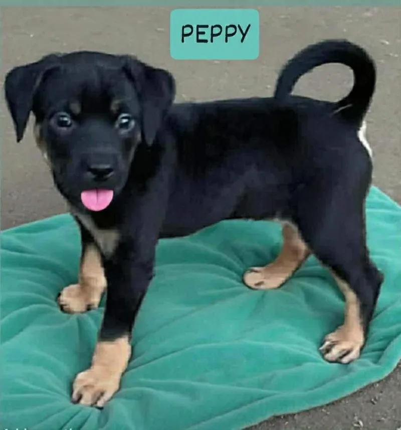 Peppy
