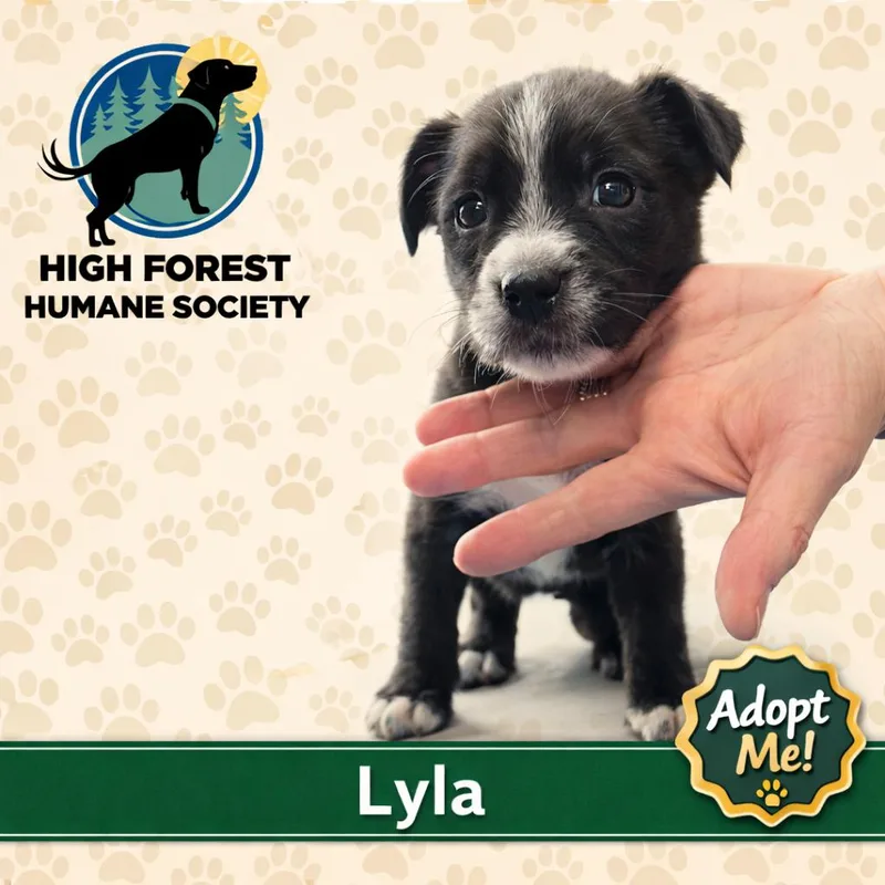 Lyla thumbnail 2