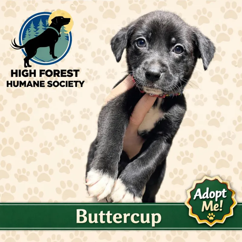 Buttercup thumbnail 2