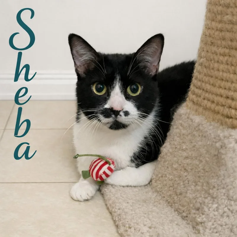 A senior large-sized female Black & White / Tuxedo Tuxedo cat named Sheba —   for adoption in Hillsboro, TX