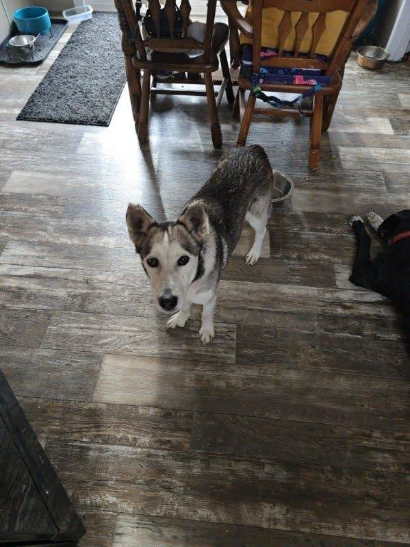 Southern Morgan thumbnail 3